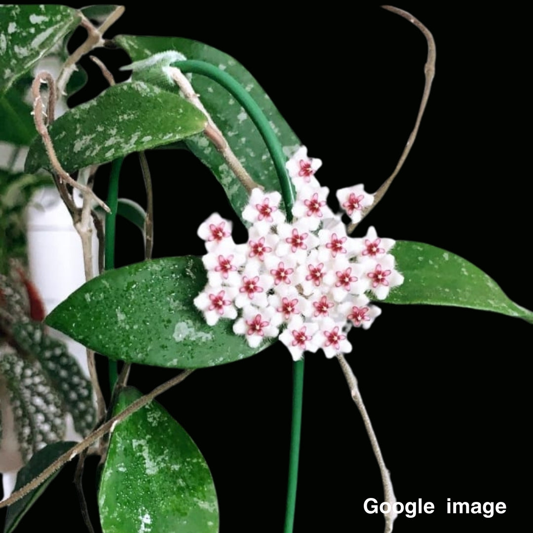 Hoya Phuwuaensis Large (PRE-ORDER)-JULY459