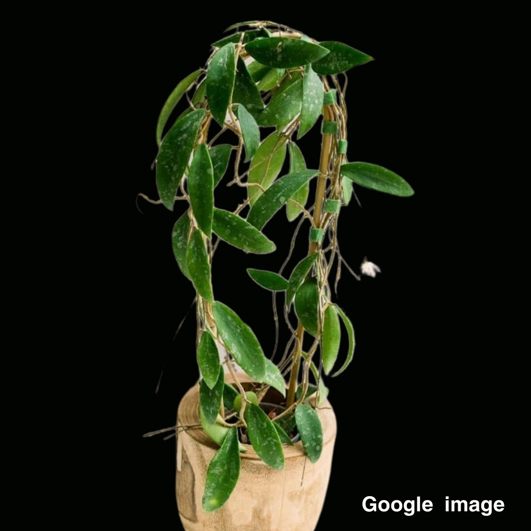 Hoya Phuwuaensis Large PRE ORDER JULY459 Fuzzy Roots hoya-phuwuaensis-large-pre-order-july459-fuzzy-roots