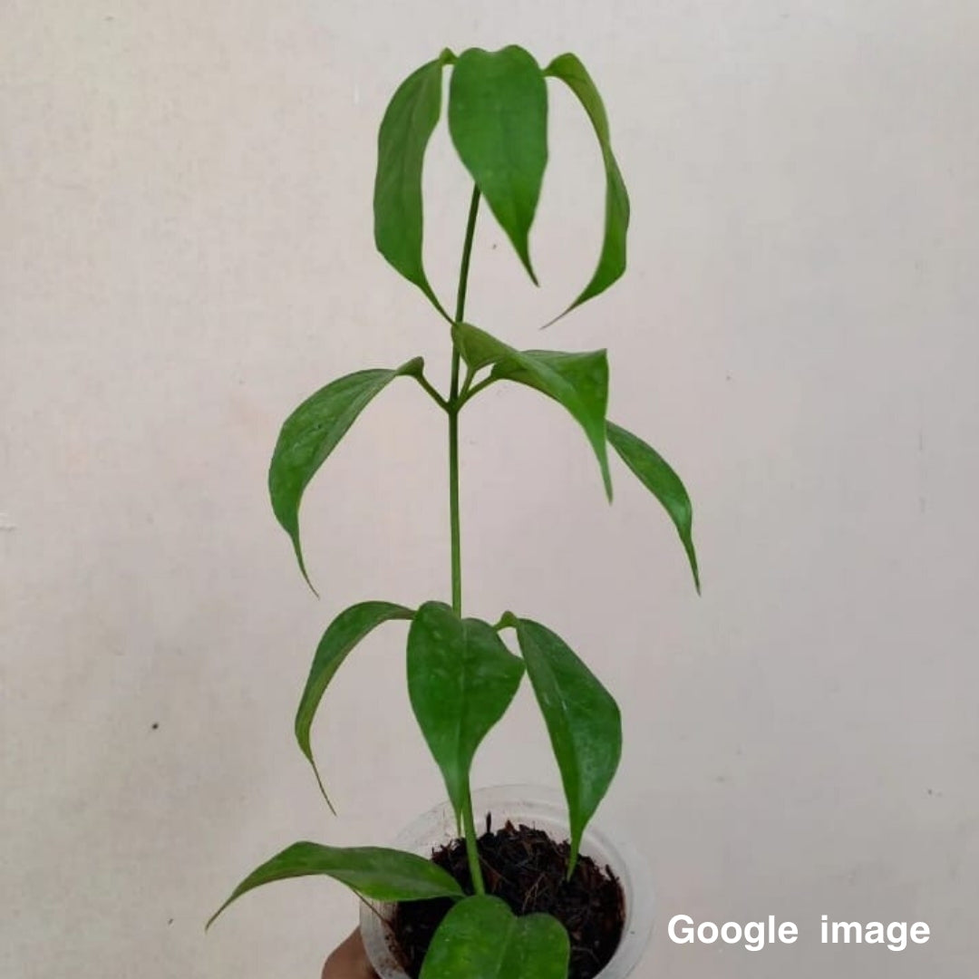 Hoya Phyllura Large (PRE-ORDER)-JULY336