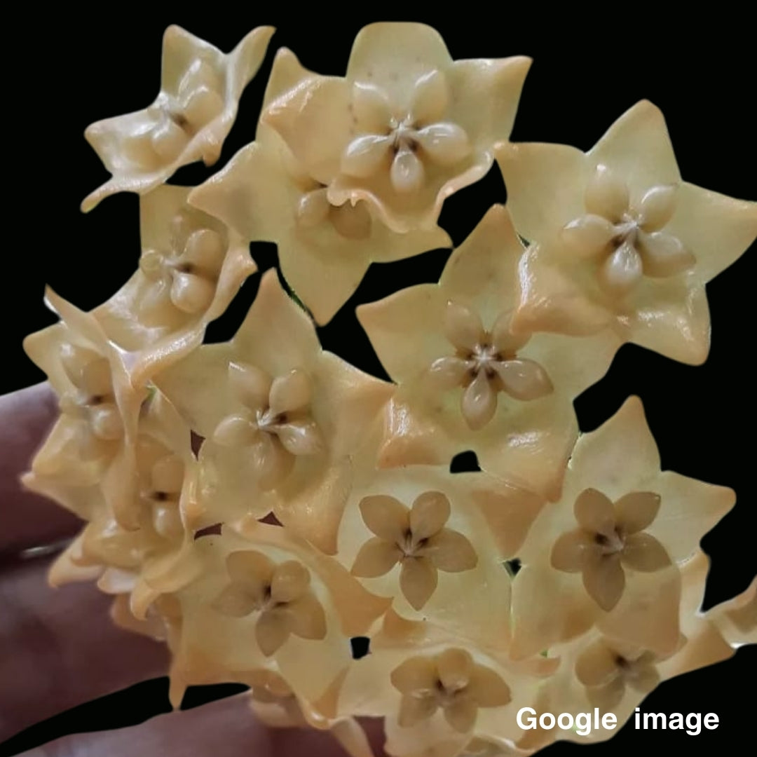 Hoya Phyllura Large (PRE-ORDER)-JULY336