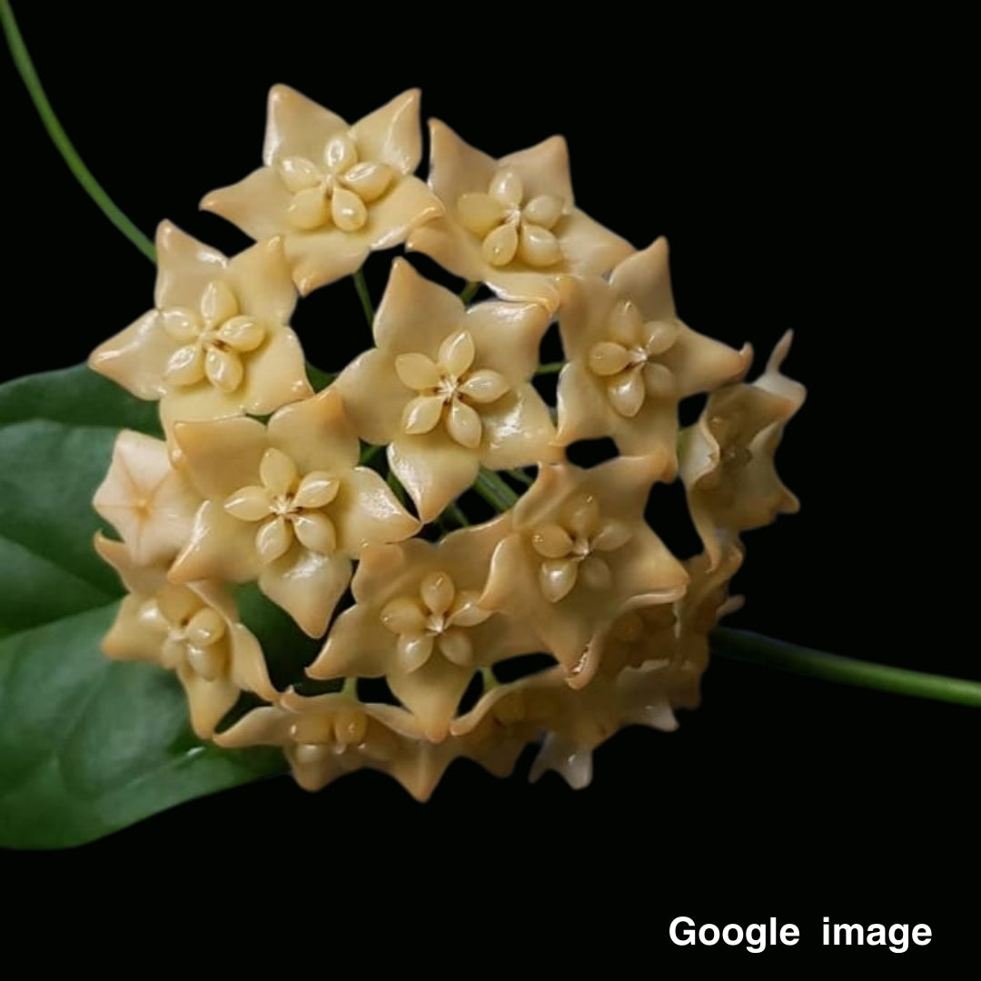 Hoya Phyllura Large (PRE-ORDER)-JULY336