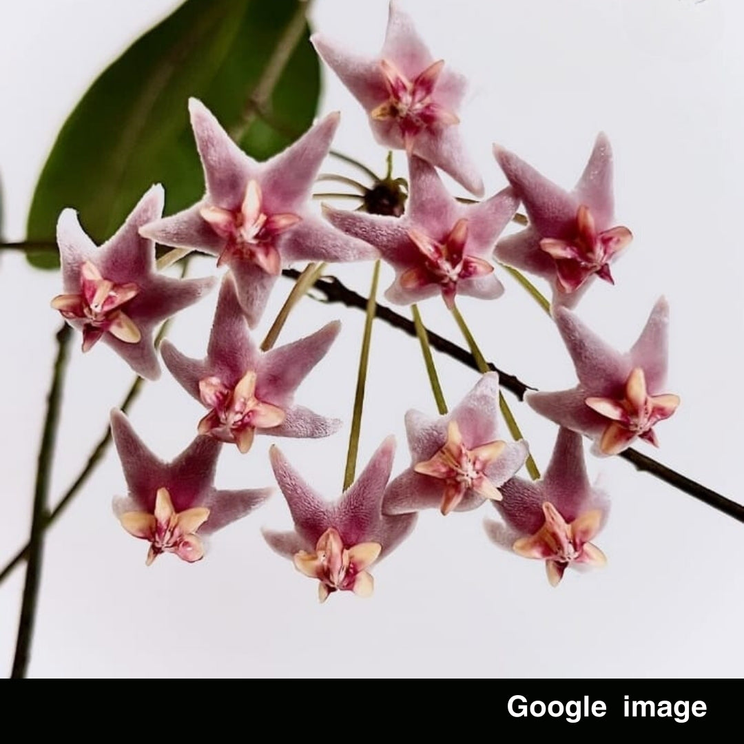 Hoya Piestolepis Large (PRE-ORDER)-JULY338