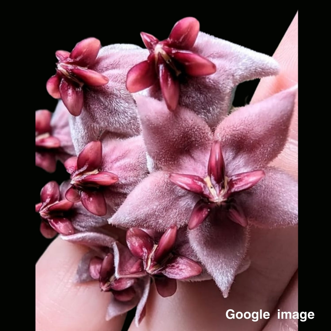 Hoya Piestolepis Large (PRE-ORDER)-JULY338