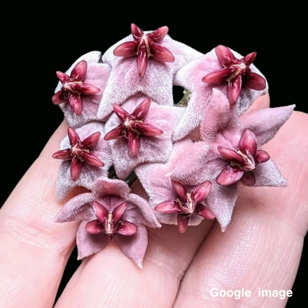 Hoya Piestolepis Large (PRE-ORDER)-JULY338