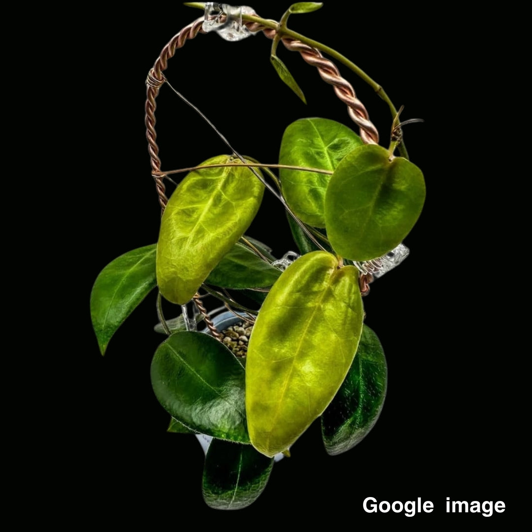 Hoya Piestolepis Large (PRE-ORDER)-JULY338