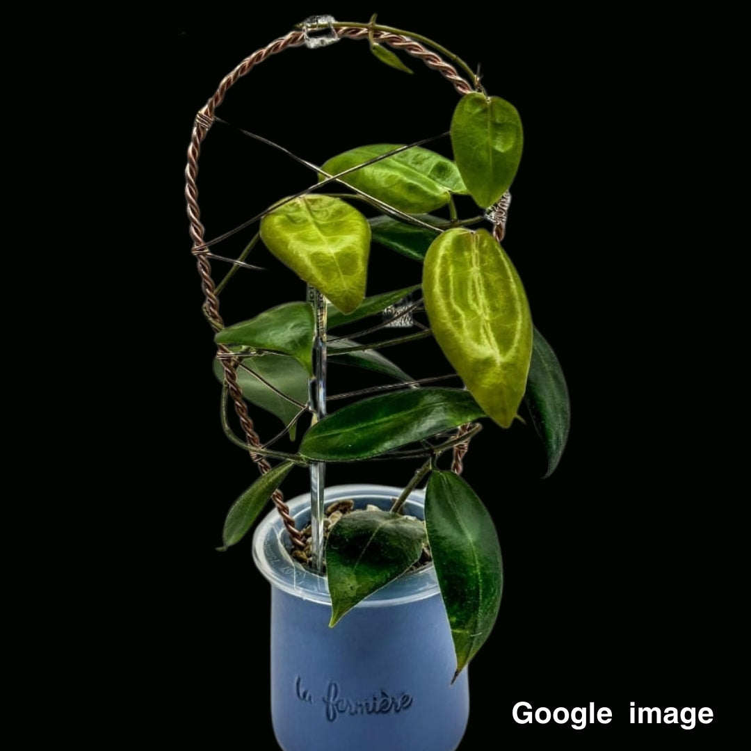 Hoya Piestolepis Large (PRE-ORDER)-JULY338
