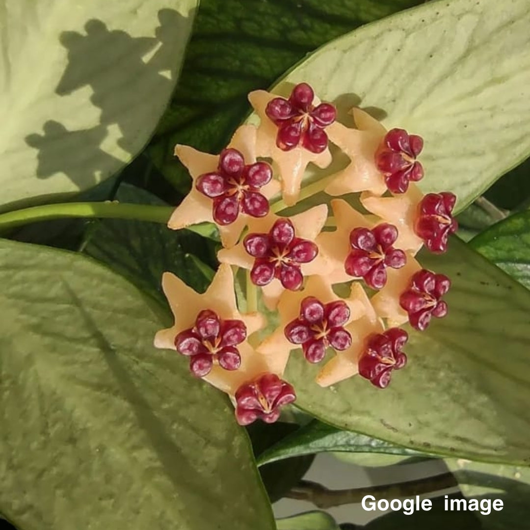 Hoya Polynura Large (PRE-ORDER)-JULY339