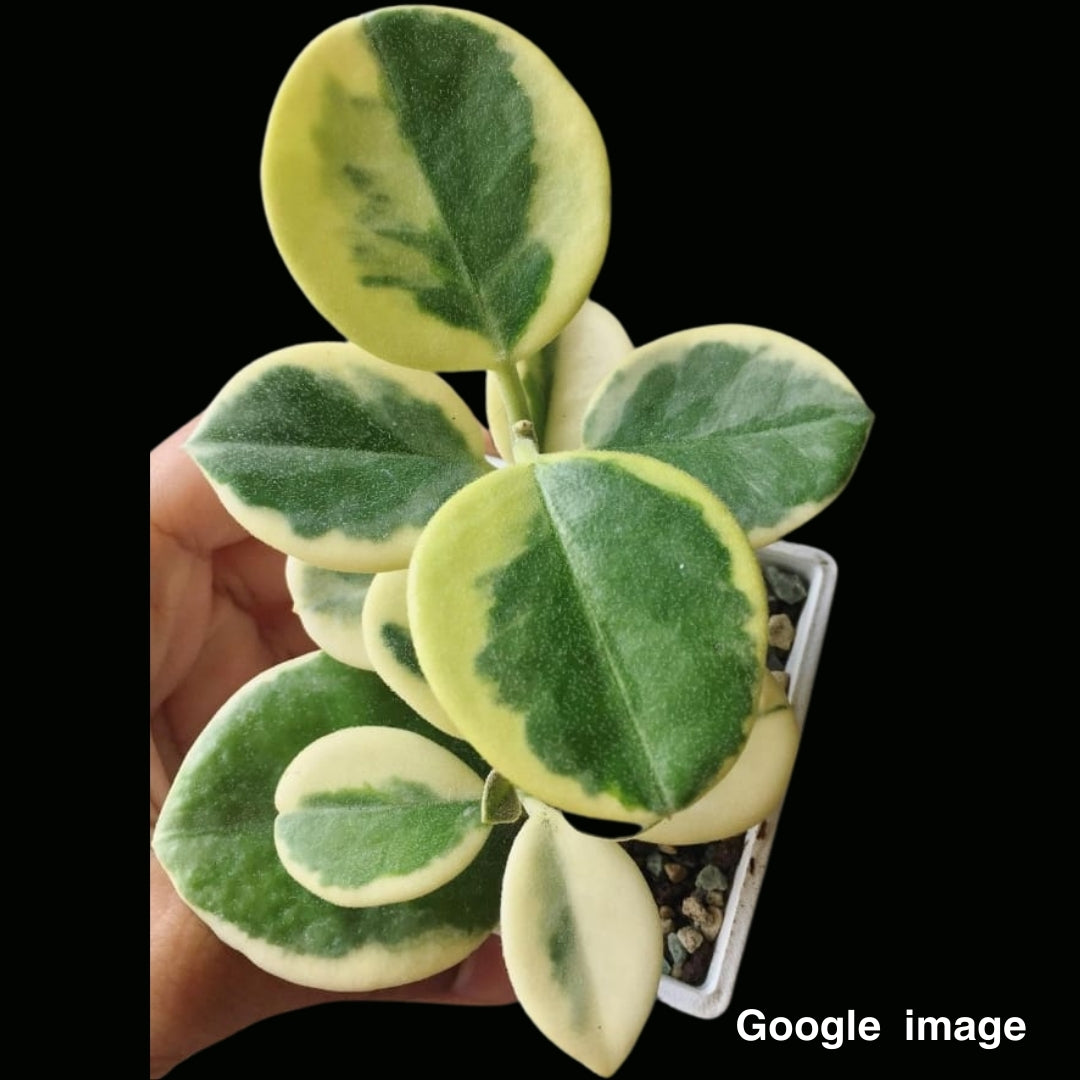 Hoya Australis Albomarginata (Large) PRE-ORDER-JULY054