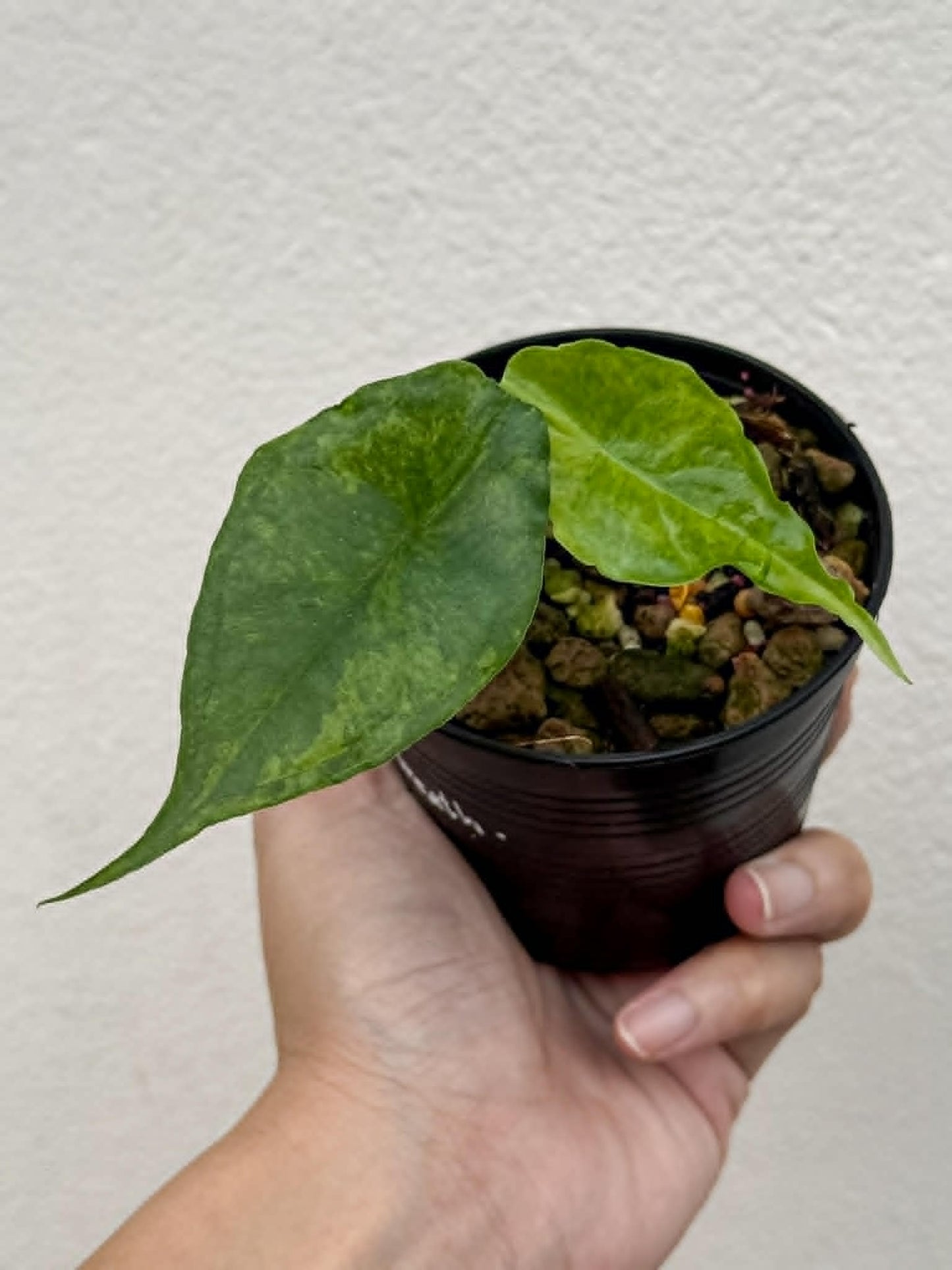 Alocasia Dragons Breath Aurea - Pre Order