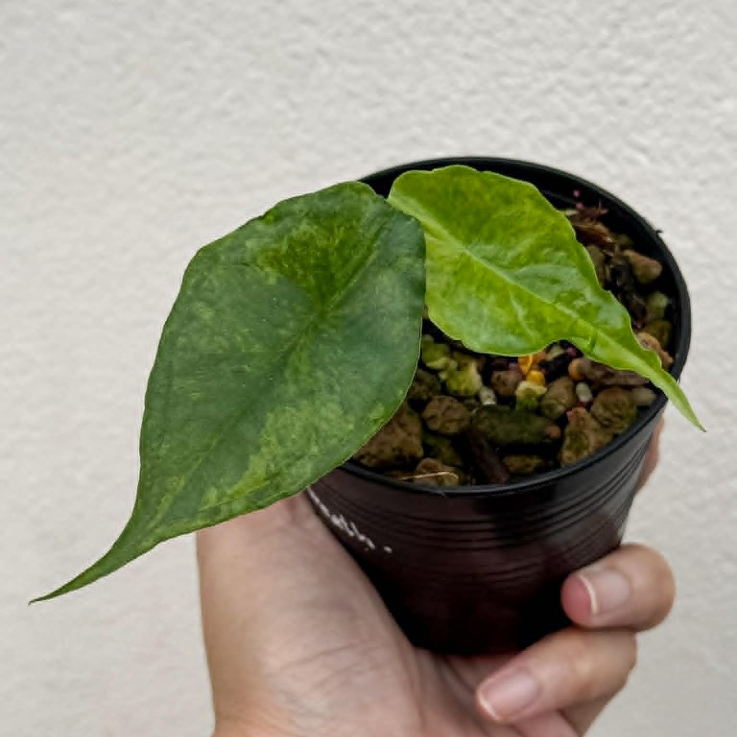 Alocasia Dragons Breath Aurea - Pre Order