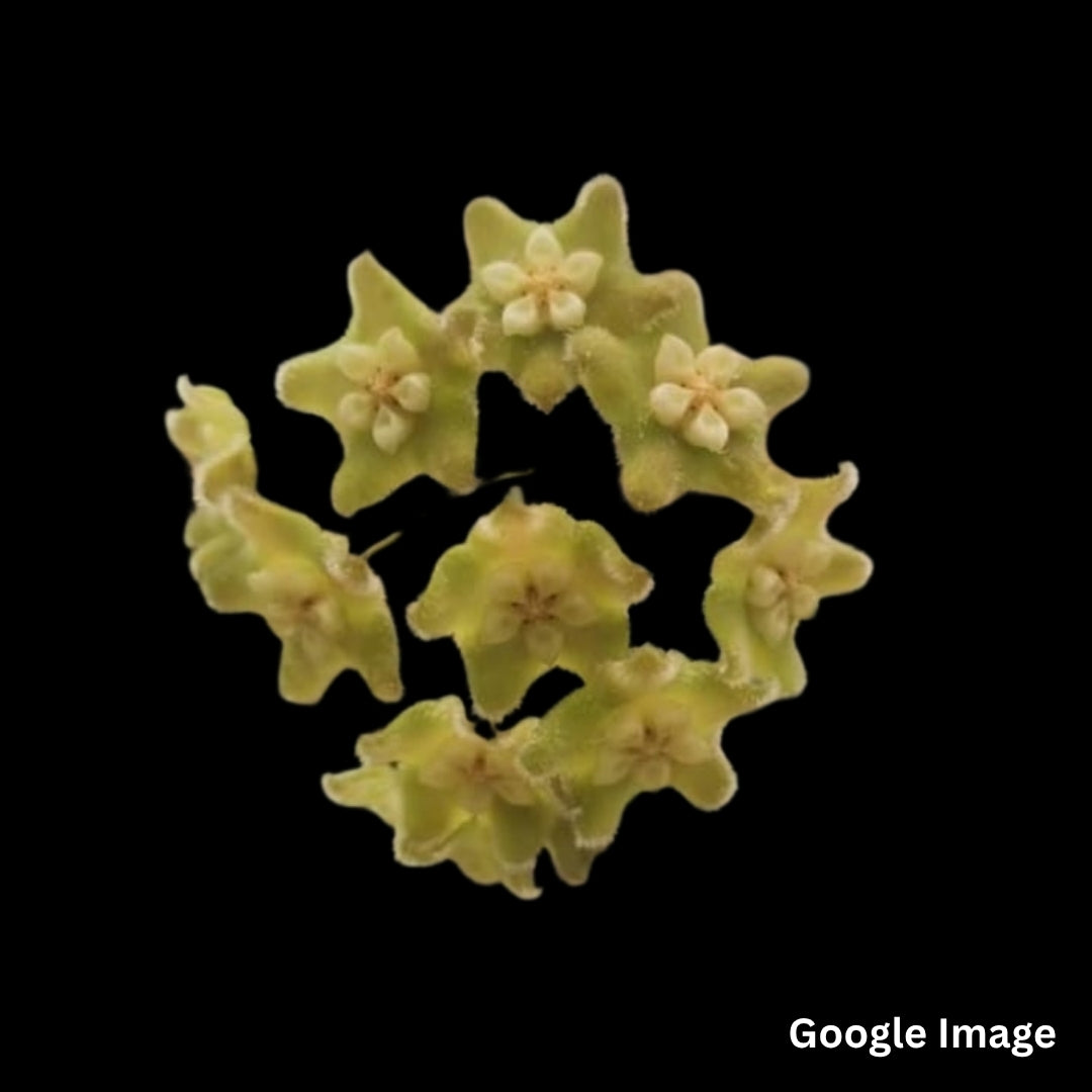 Hoya Longlingensis (Small) PRE-ORDER-JULY341