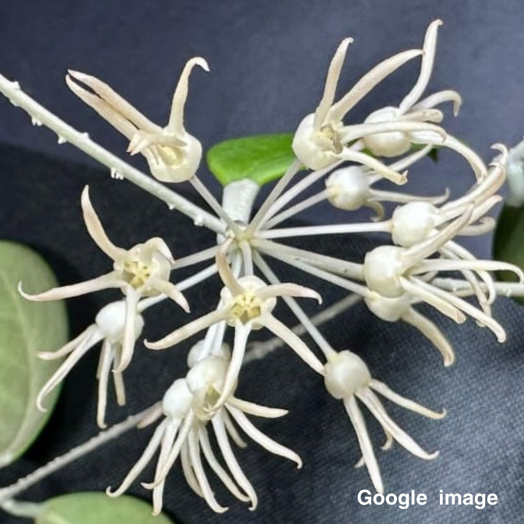 Hoya Polypus Small (PRE-ORDER)-JULY341