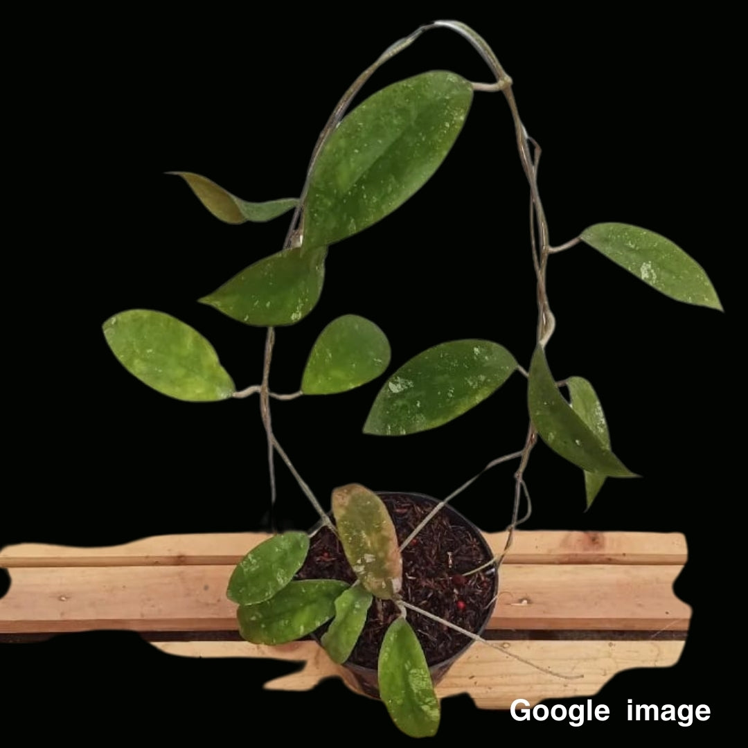 Hoya Polypus Small (PRE-ORDER)-JULY341