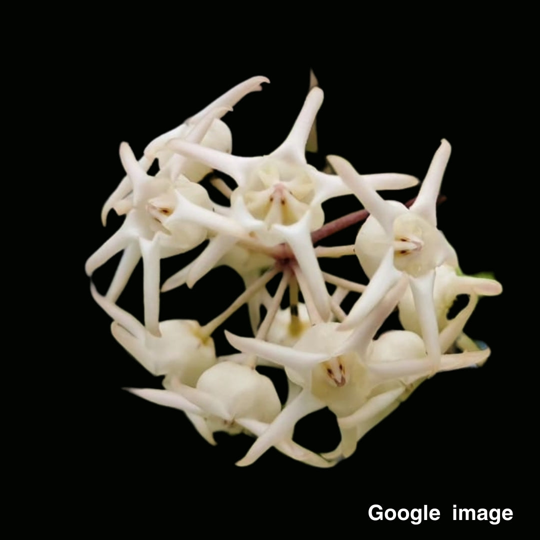 Hoya Polypus Small (PRE-ORDER)-JULY341