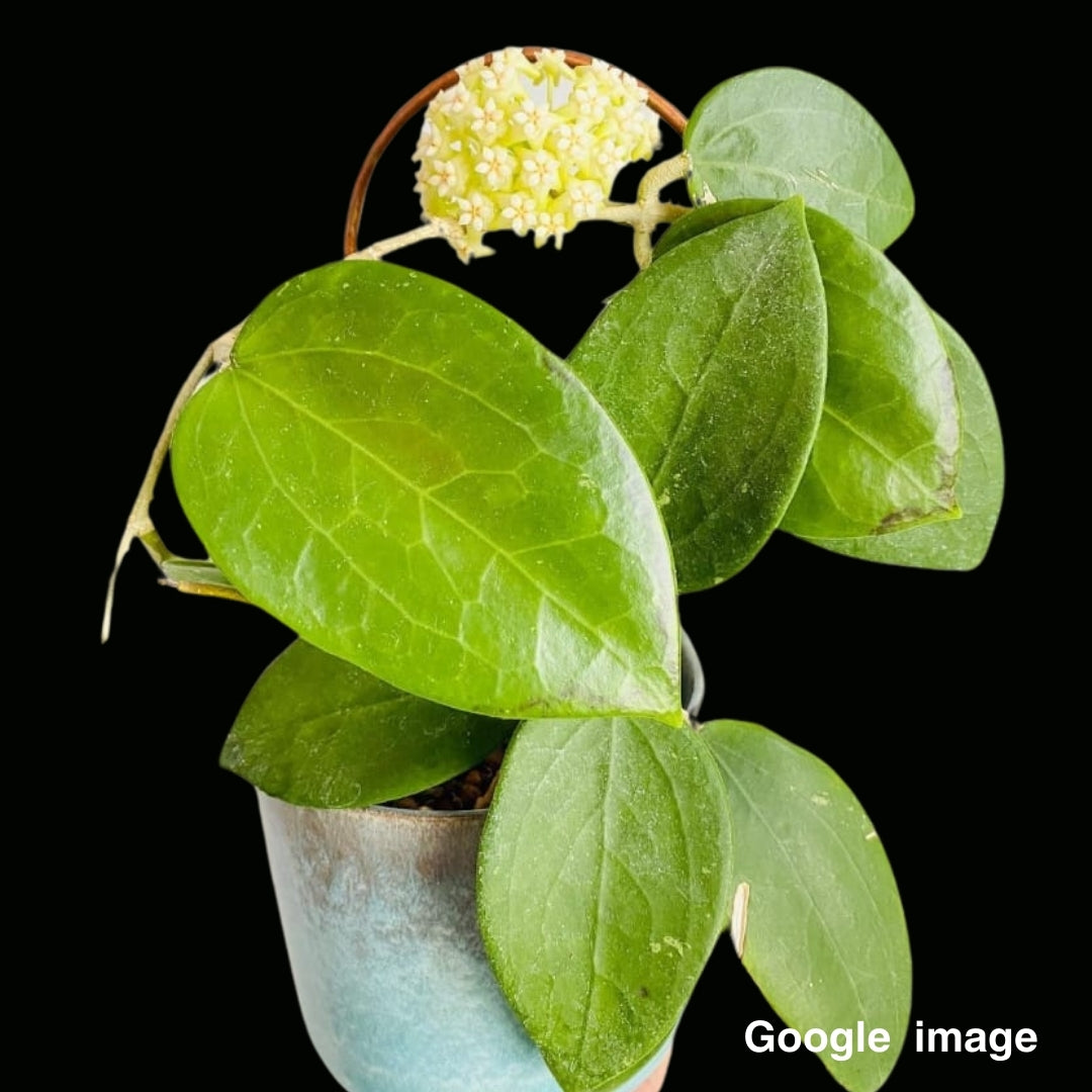 Hoya Potsii Large (PRE-ORDER)-JULY342