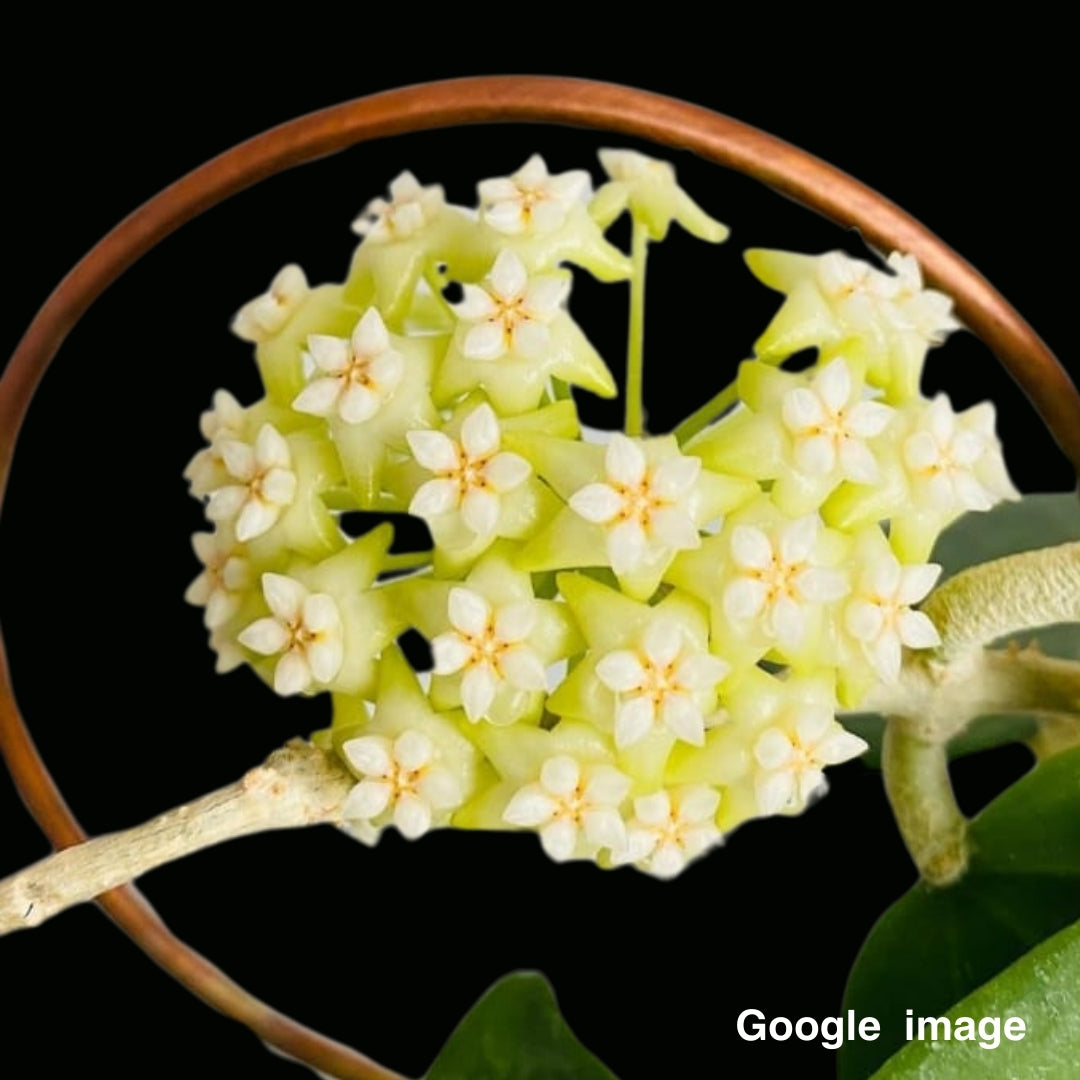 Hoya Potsii (Large) PRE-ORDER-JULY469