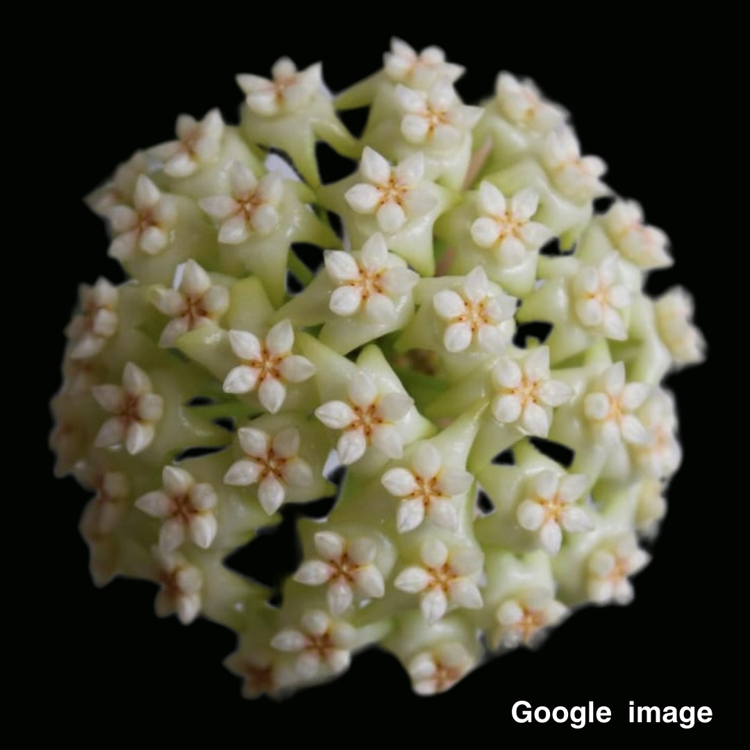 Hoya Potsii (Large) PRE-ORDER-JULY469