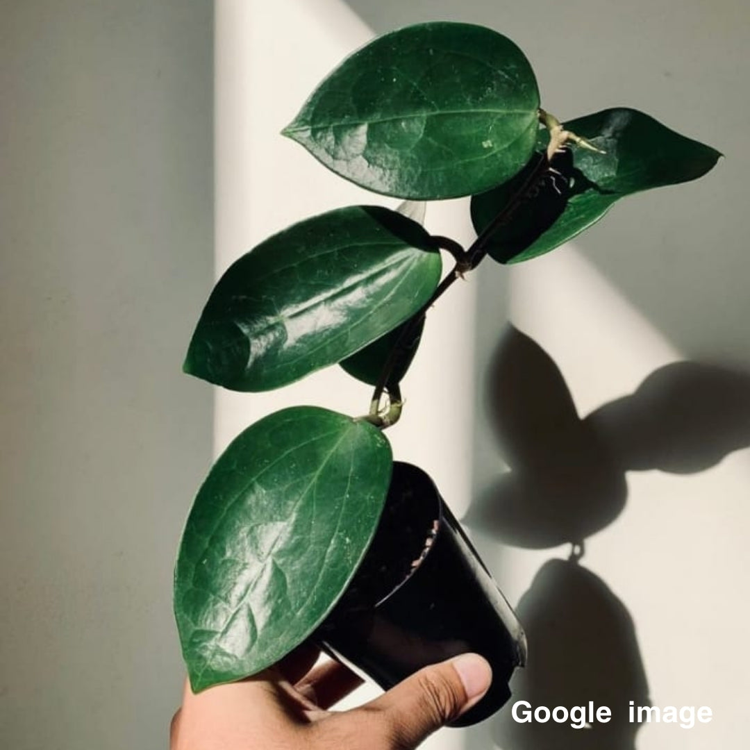 Hoya Potsii (Large) PRE-ORDER-JULY469