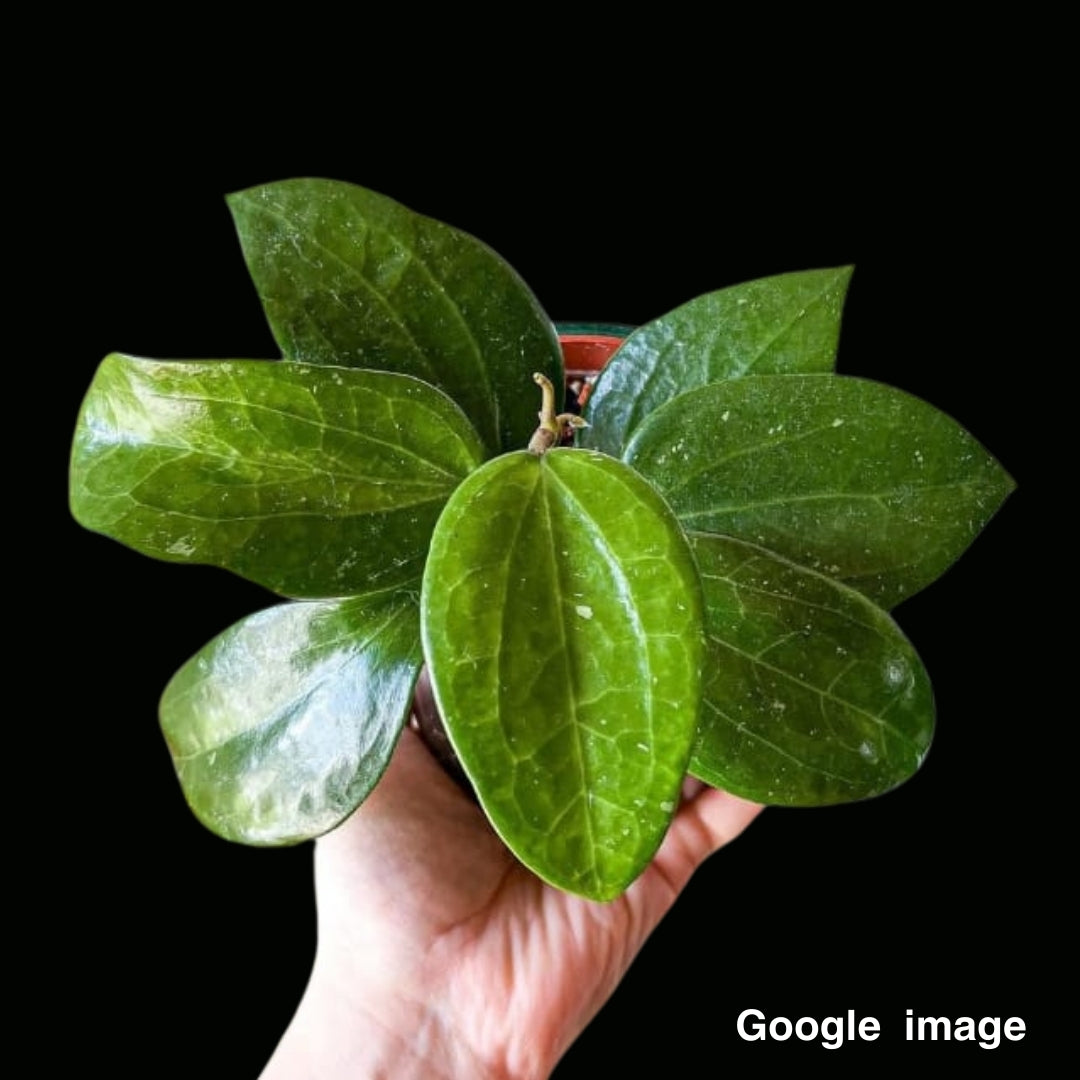 Hoya Potsii (Large) PRE-ORDER-JULY469