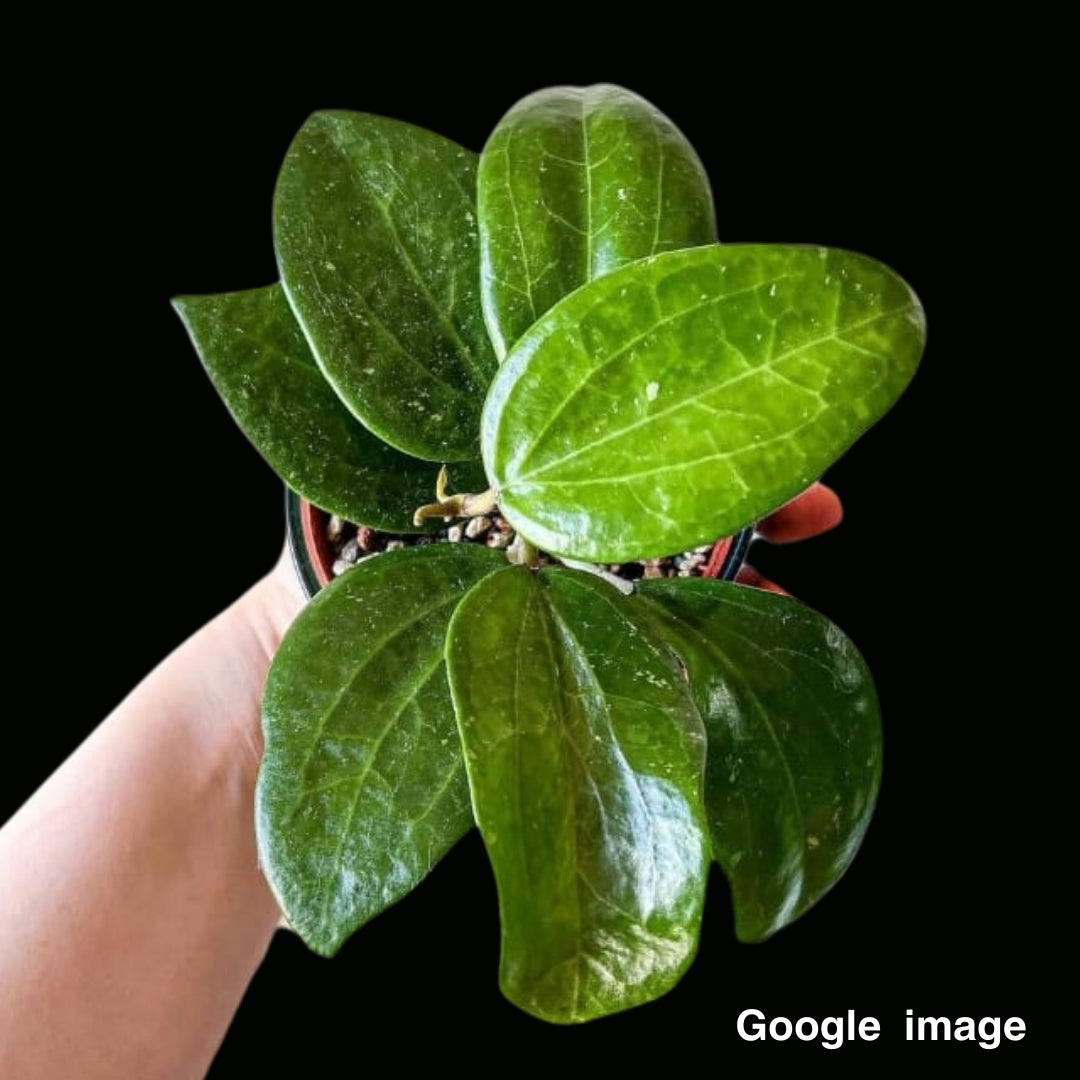 Hoya Potsii (Large) PRE-ORDER-JULY469