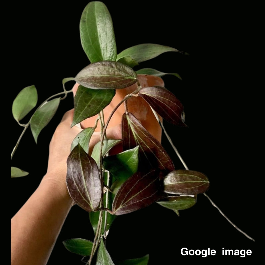 Hoya Potsii Borneo Red leaves (Medium PRE-ORDER-JULY470