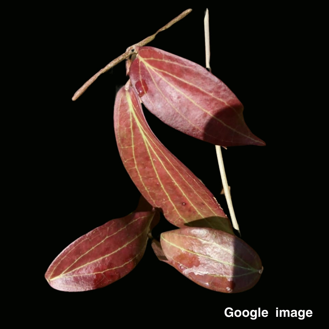 Hoya Potsii Borneo Red leaves (Medium PRE-ORDER-JULY470