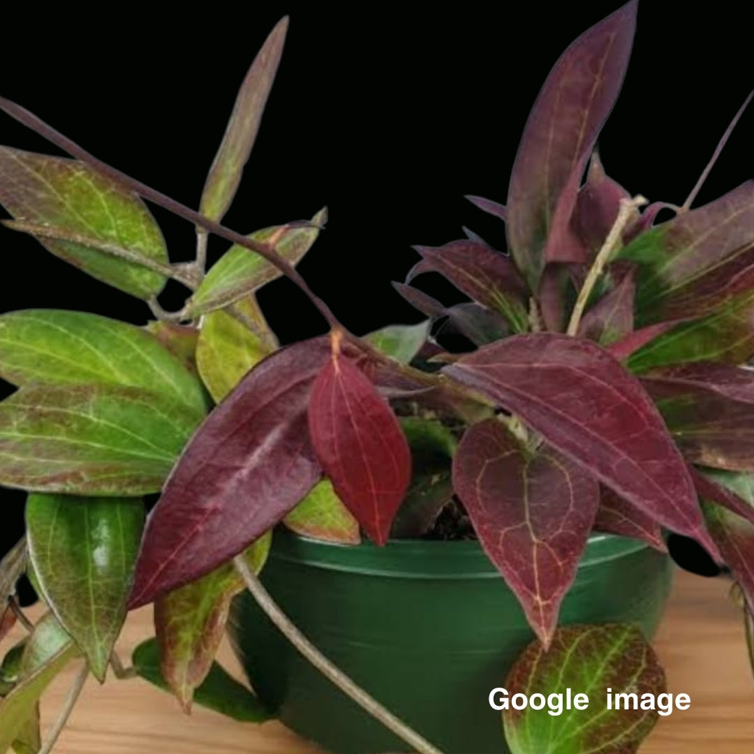 Hoya Potsii Borneo Red leaves (Medium PRE-ORDER-JULY470