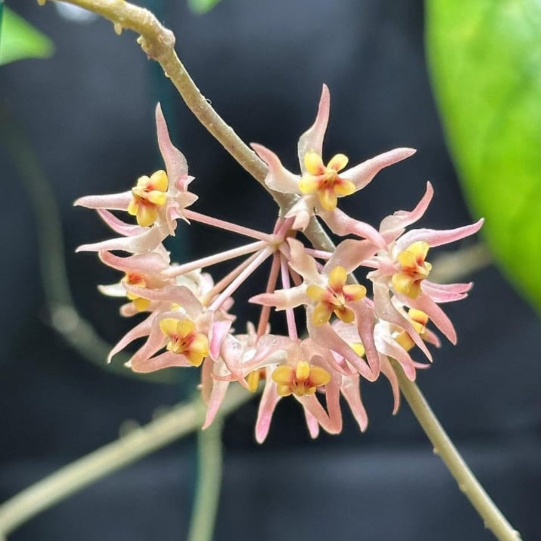 Hoya Ruthiae 'UT168' (Large) PRE-ORDER-JULY508