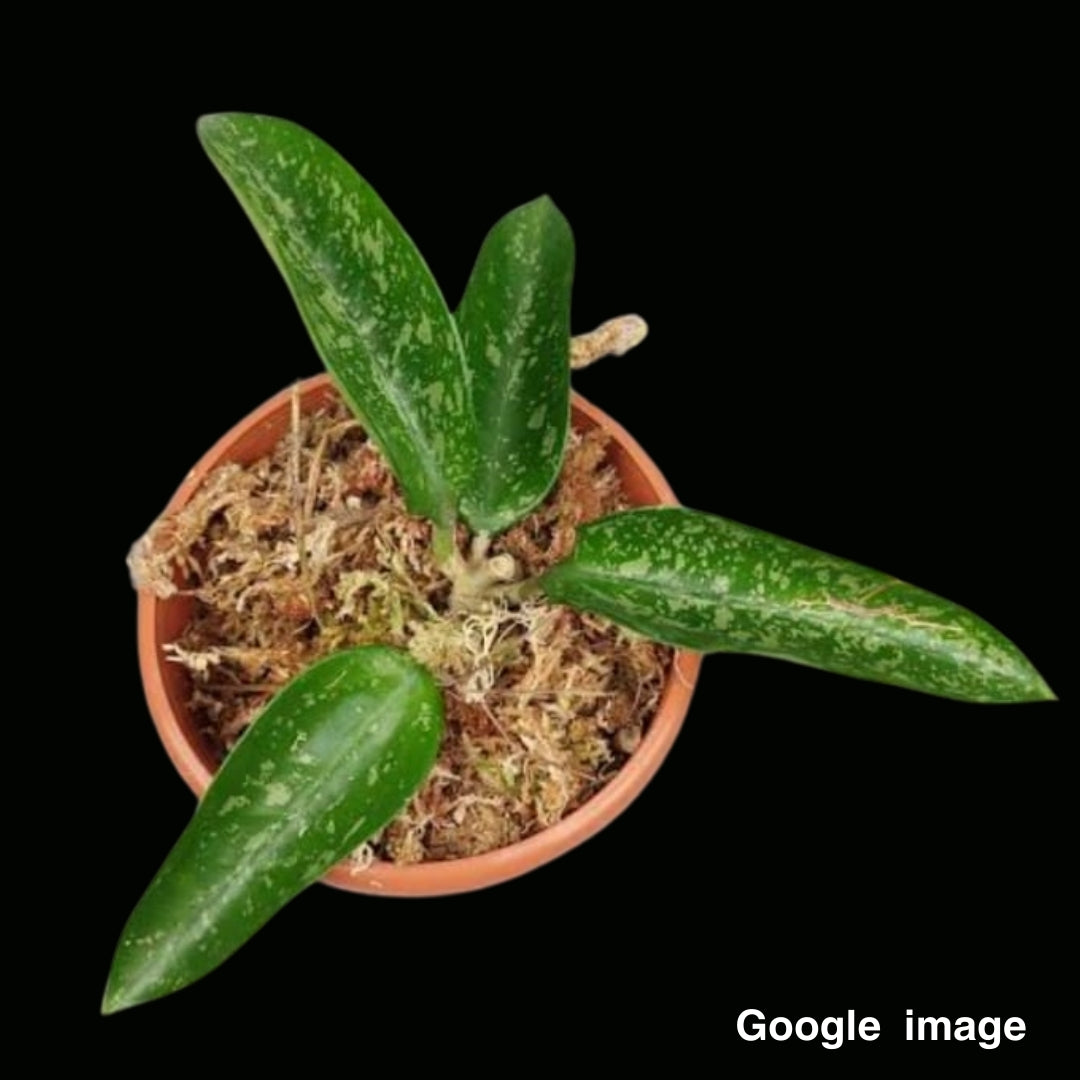 Hoya Potsii Splash Large (PRE-ORDER)-JULY344