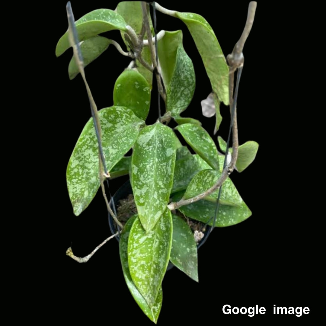 Hoya Potsii Splash Large (PRE-ORDER)-JULY344