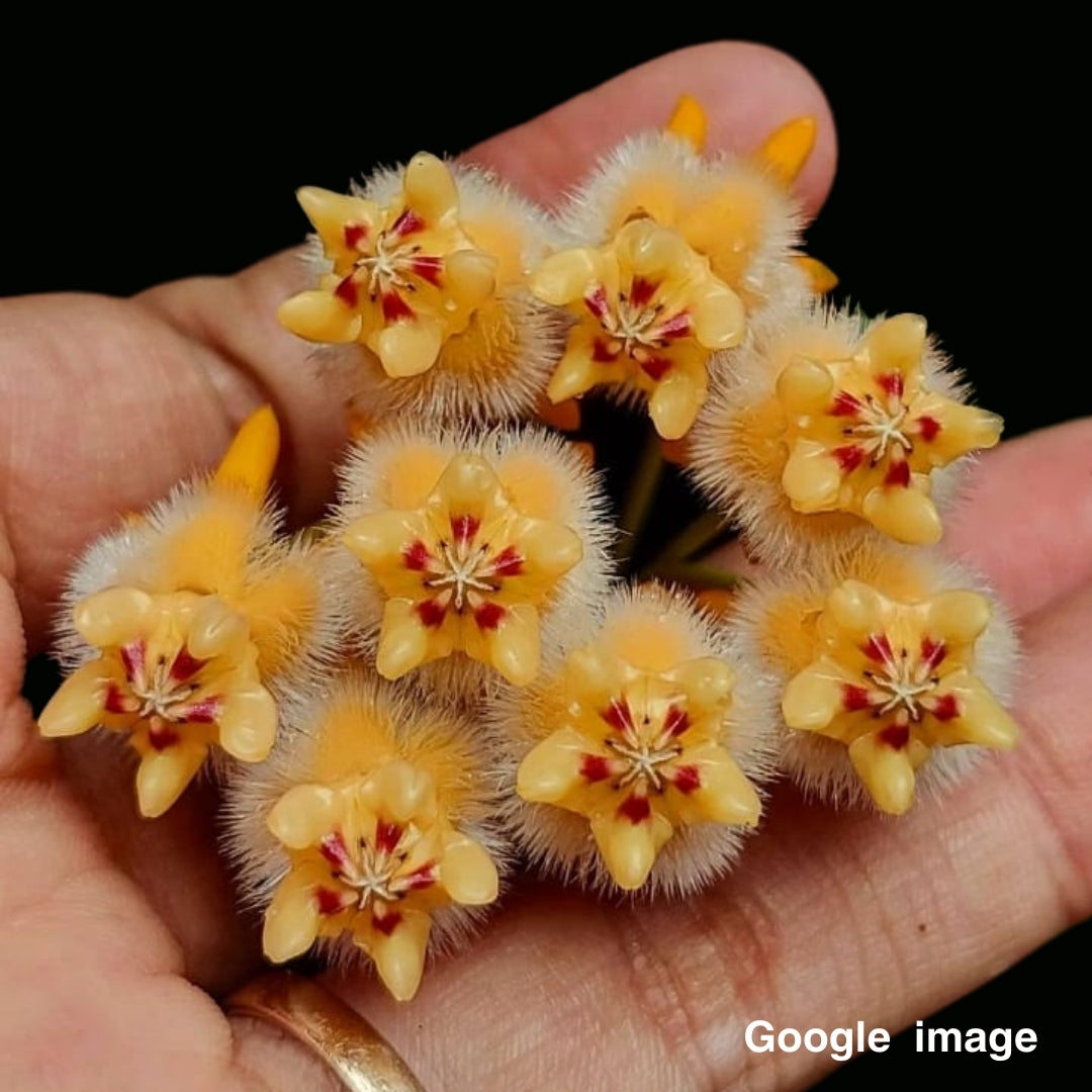 Hoya Praetorii (Medium) PRE-ORDER-JULY472