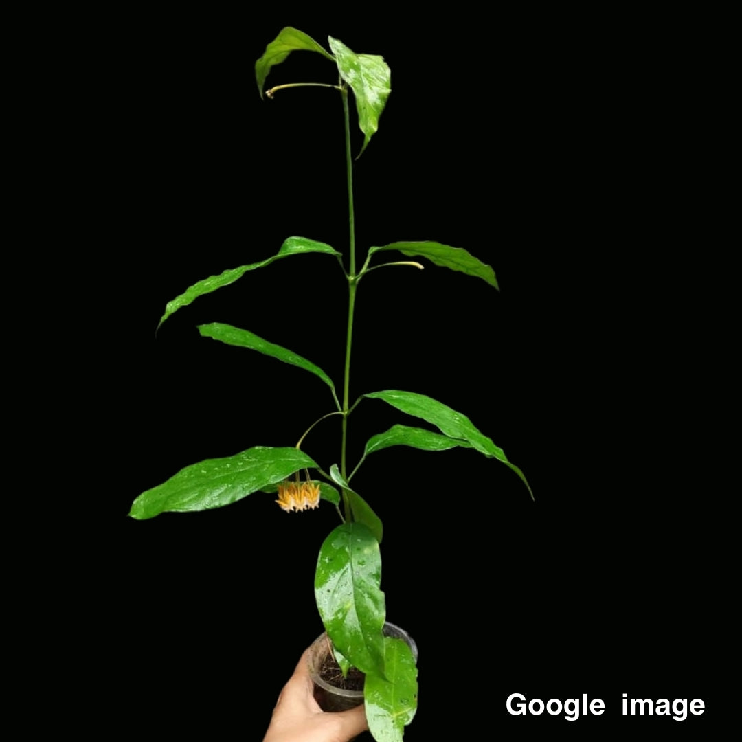 Hoya Praetorii (Medium) PRE-ORDER-JULY472