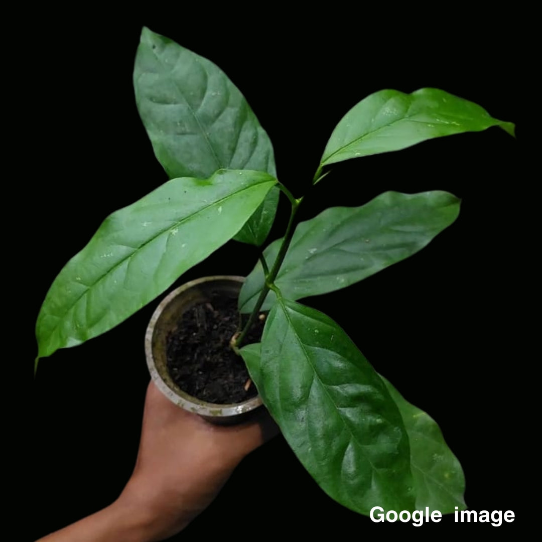 Hoya Praetorii (Medium) PRE-ORDER-JULY472