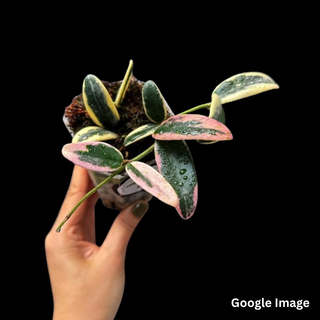 Hoya Lyi Prism Albomarginata Pink (Small) PRE-ORDER-JULY346