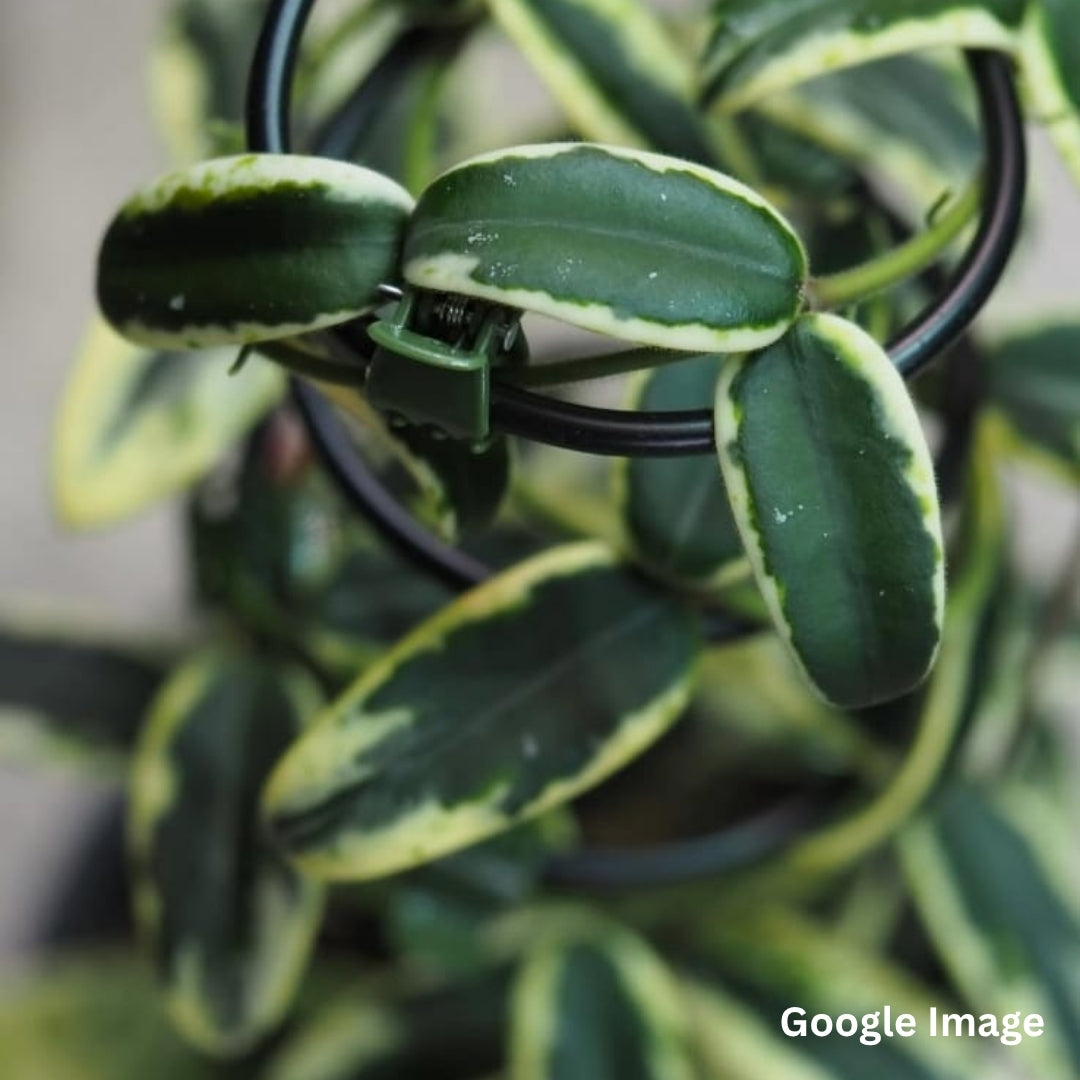 Hoya Lyi Prism Albomarginata Pink (Small) PRE-ORDER-JULY346