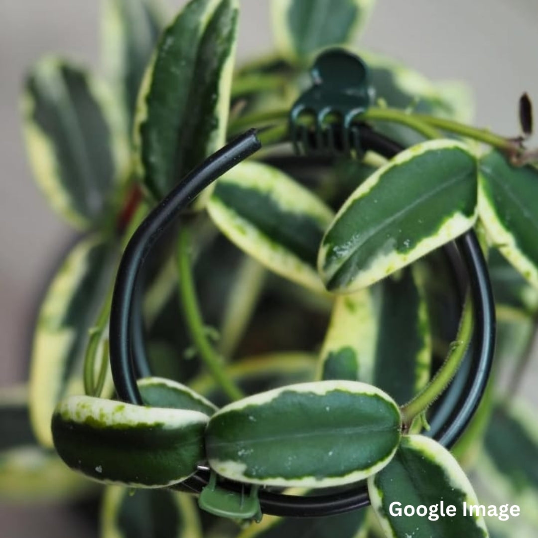 Hoya Lyi Prism Albomarginata Pink (Small) PRE-ORDER-JULY346