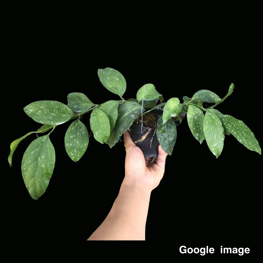 Hoya Praetorii (NEW) Medium (PRE-ORDER)-JULY346