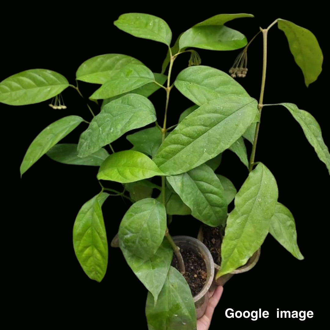 Hoya Praetorii (NEW) Medium (PRE-ORDER)-JULY346