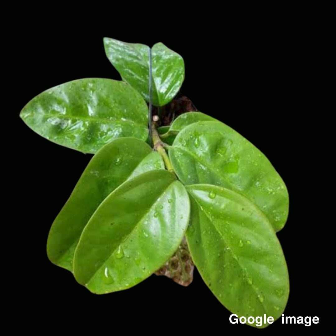 Hoya Praetorii Pink (Medium) PRE-ORDER-JULY474
