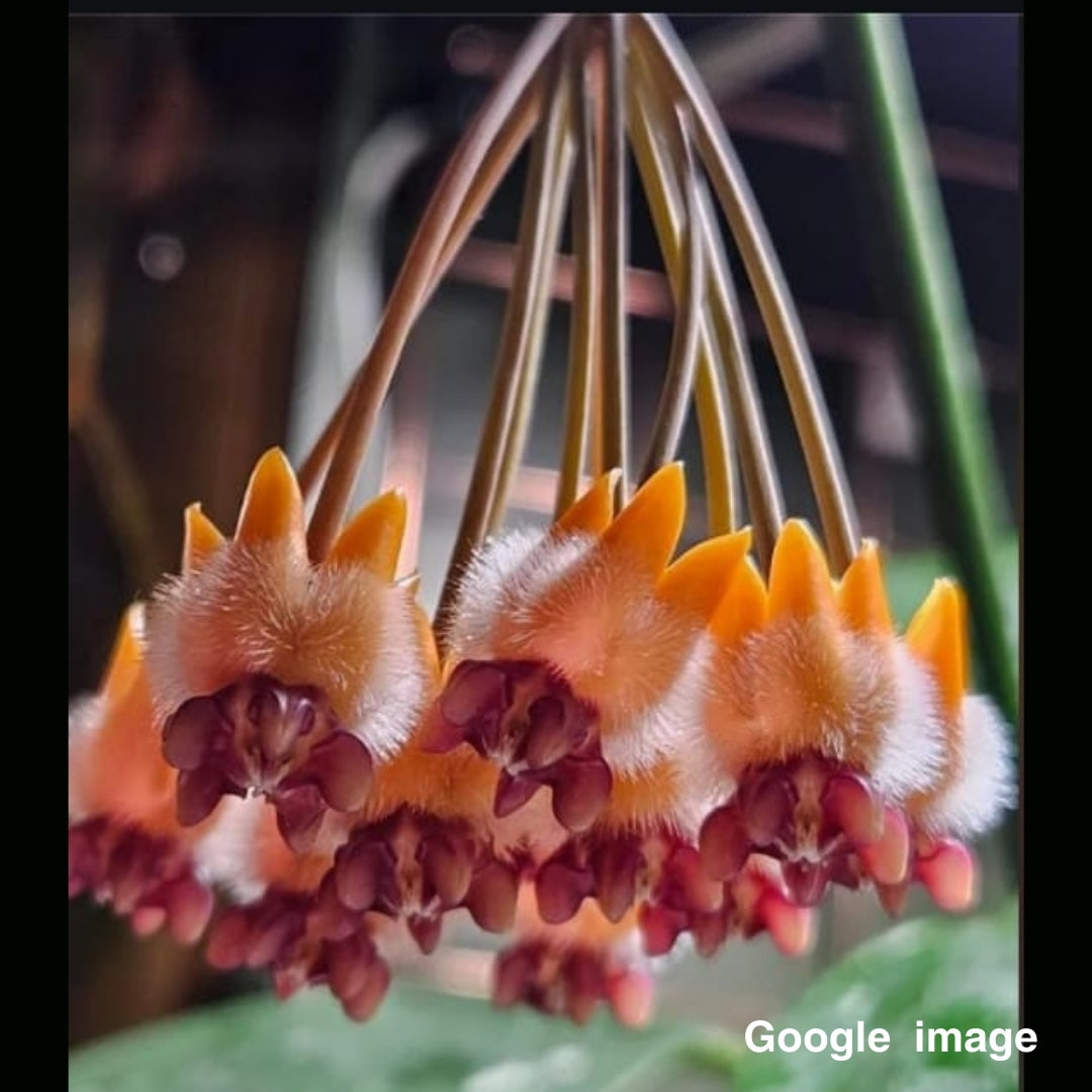 Hoya Praetorii Pink (Medium) PRE-ORDER-JULY474