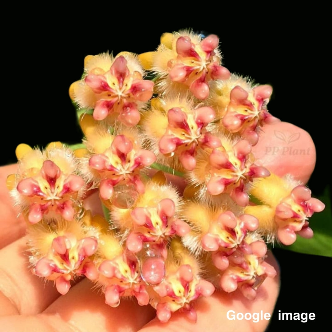 Hoya Praetorii Pink (Medium) PRE-ORDER-JULY474