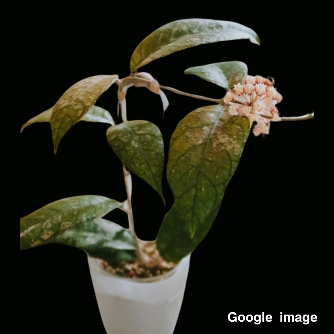 Hoya Previously Vitellinoides NEW (Medium) PRE-ORDER-JULY475