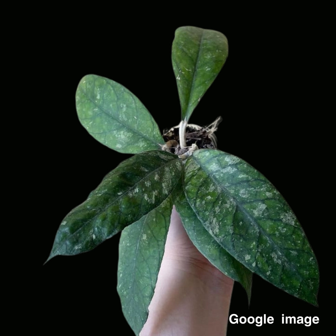Hoya Previously Vitellinoides NEW (Medium) PRE-ORDER-JULY475