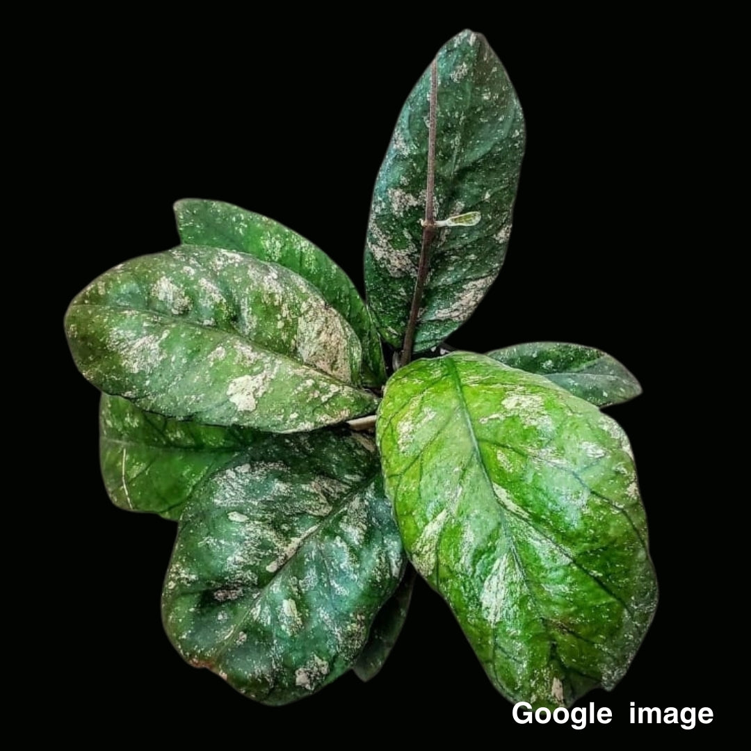 Hoya Previously Vitellinoides NEW (Medium) PRE-ORDER-JULY475