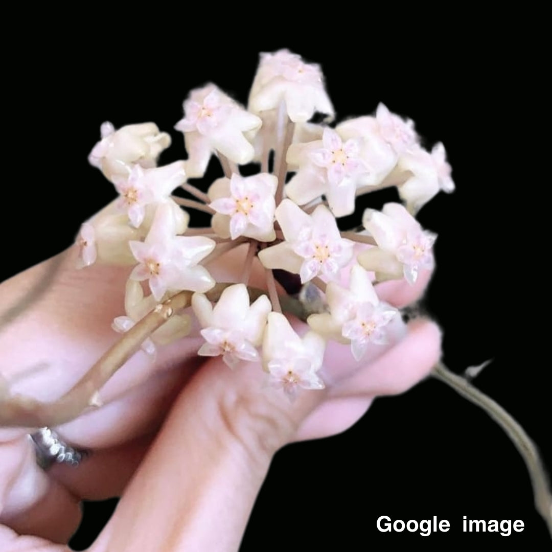 Hoya Priktai Large (PRE-ORDER)-JULY349