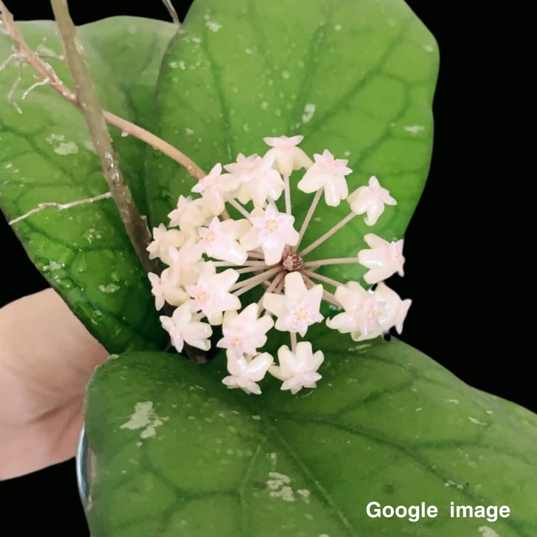 Hoya Priktai Large (PRE-ORDER)-JULY349