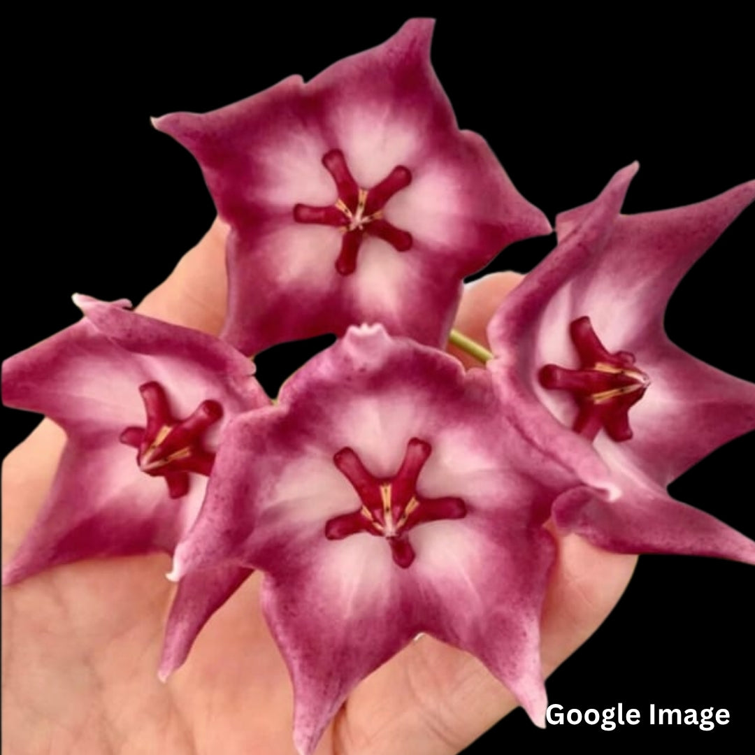 Hoya Macgillivrayi Lite Pink (Large) PRE-ORDER-JULY350