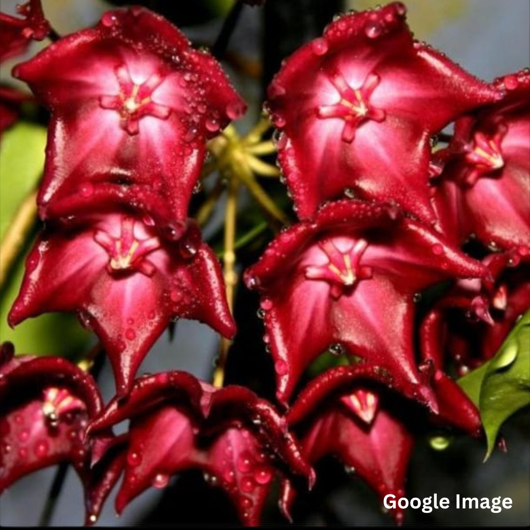 Hoya Macgillivrayi Red (Large) PRE-ORDER-JULY351