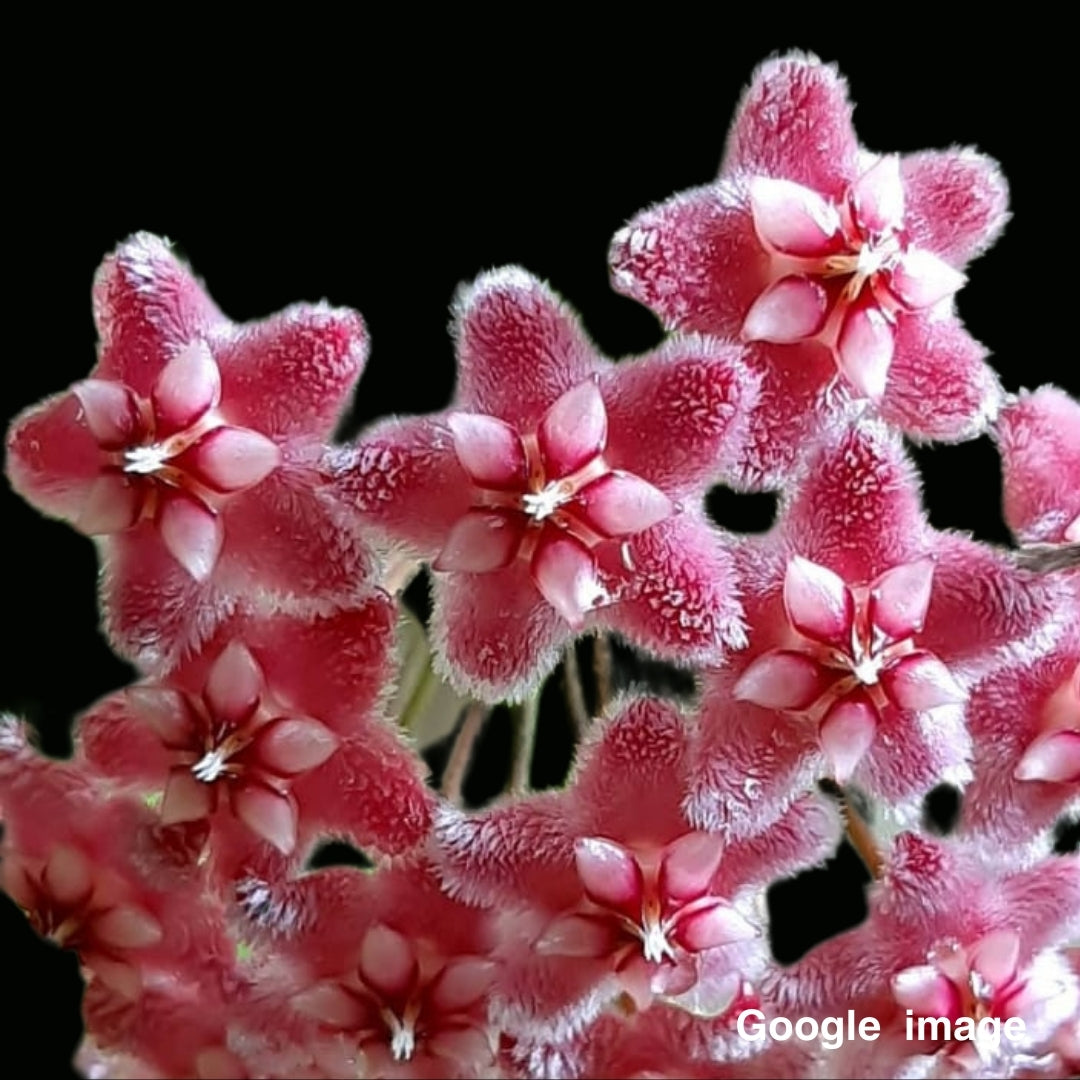 Hoya Pubicalyx Pink Dragon (Large) PRE-ORDER-JULY479