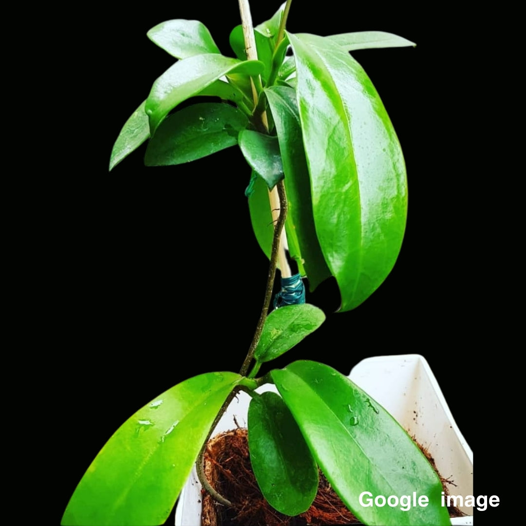 Hoya Pubicalyx Pink Dragon (Large) PRE-ORDER-JULY479